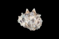 藏品(白齒岩螺)的圖片